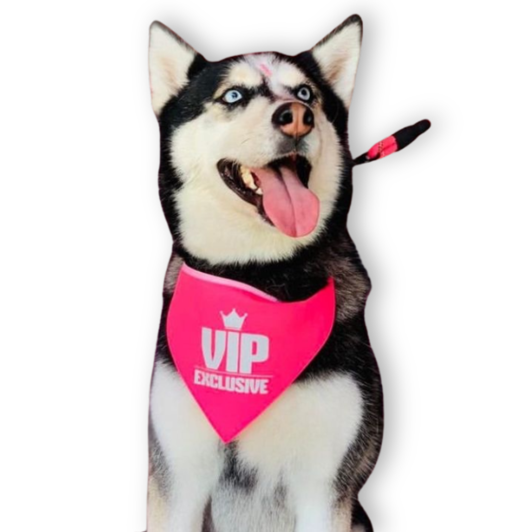 Accesorios para Perros